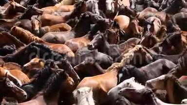 在拉帕达斯贝斯塔斯期间，<strong>野马</strong>聚集在拥挤的竞技场上